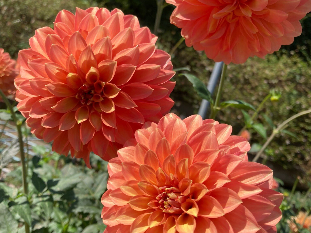 Machida Dahlia Gardens-町田市必去景点