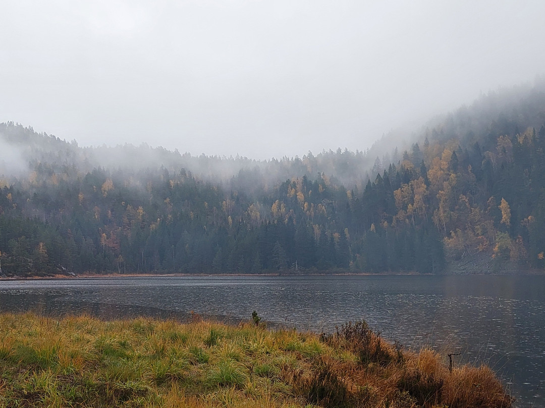Trehyttene i Gjerstad