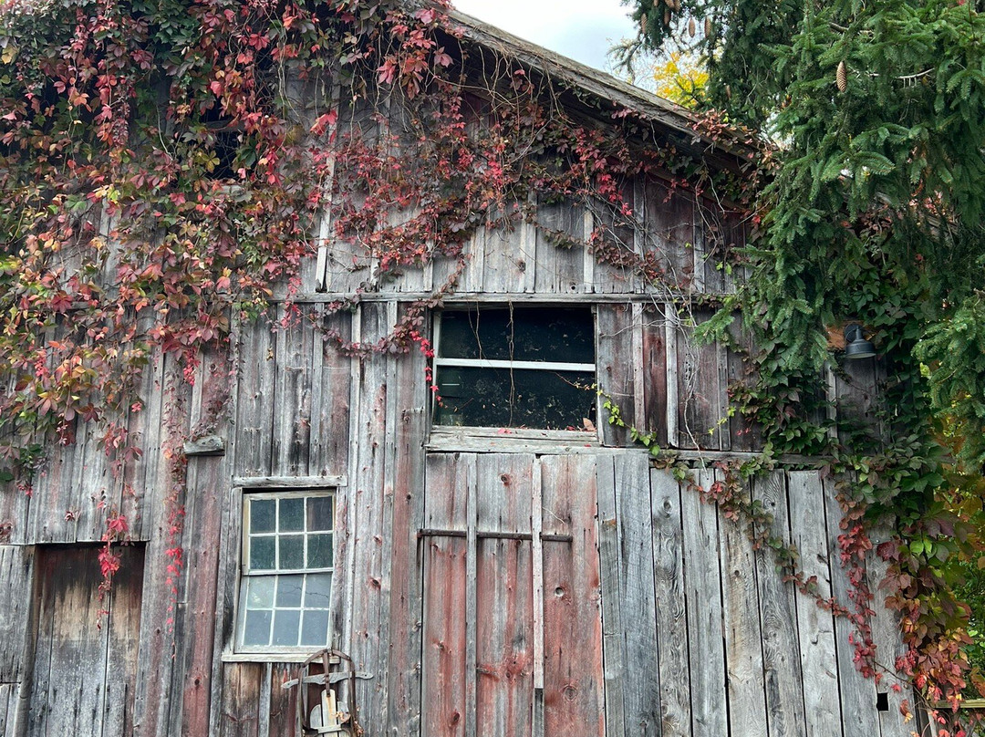Black Walnut Bed and Breakfast主图