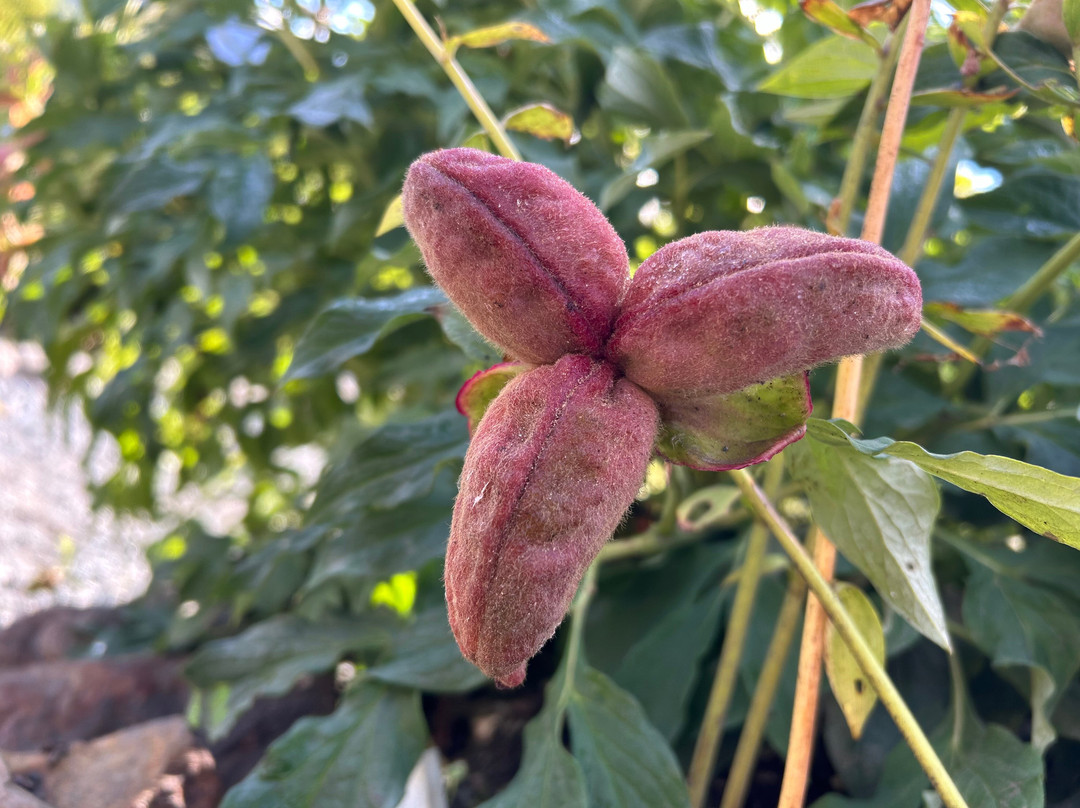 特罗姆瑟植物园景点图片
