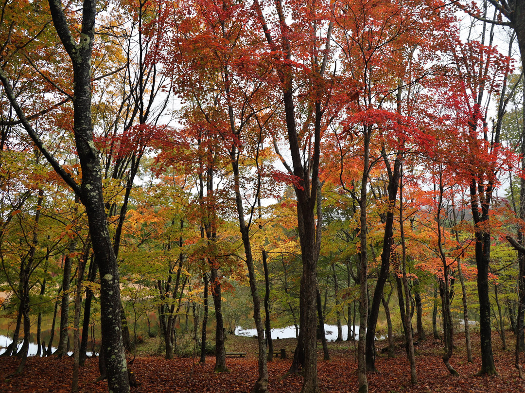 Kannonnuma Forest Park景点图片