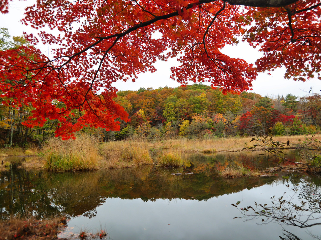 Kannonnuma Forest Park景点图片