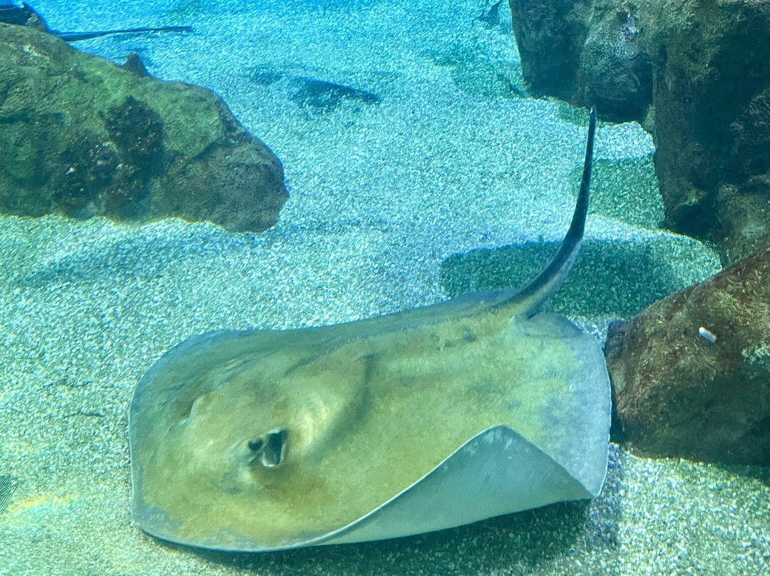 ABQ BioPark Aquarium-阿尔伯克基必去景点