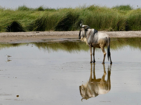 BUSH MOSAIC SAFARIS-内罗毕必去景点