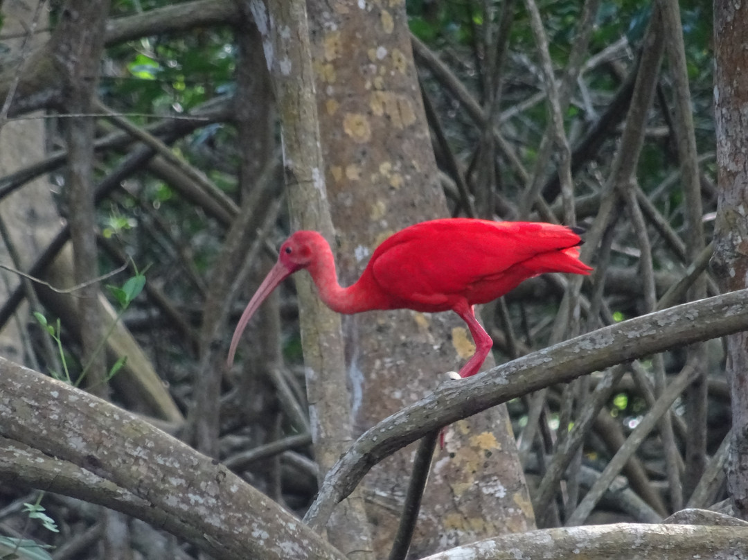 Caroni Bird Sanctuary-Caroni必去景点