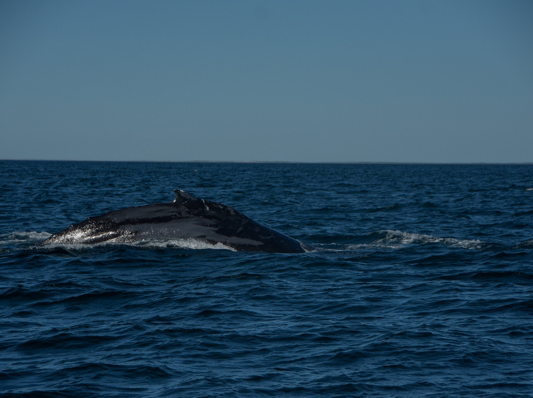 Baja Wild Encounters-La Ventana必去景点