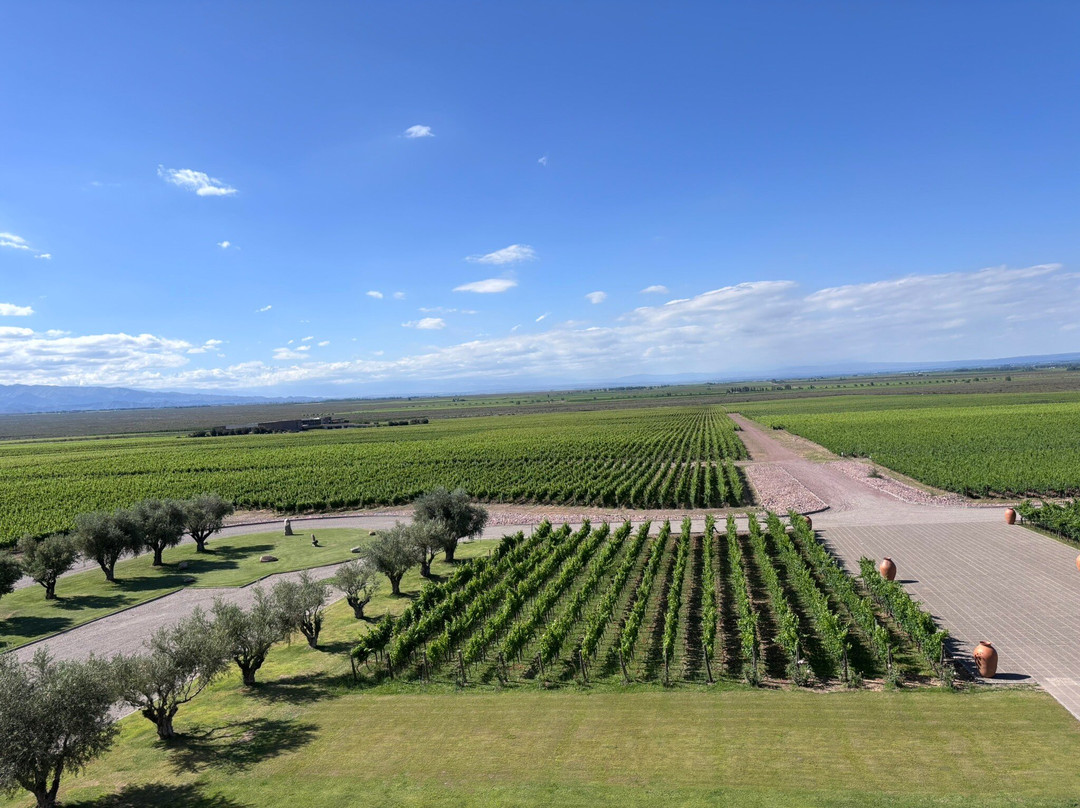 Bodega Y Vinedos Monteviejo景点图片