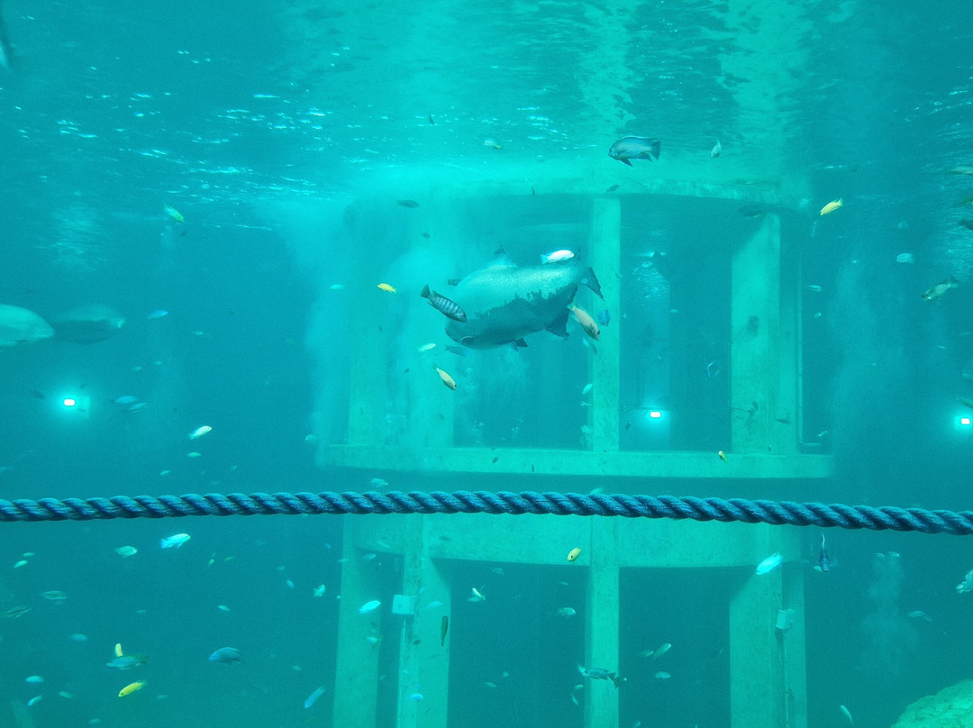TODI The Ultimate Diving Experience-Beringen必去景点