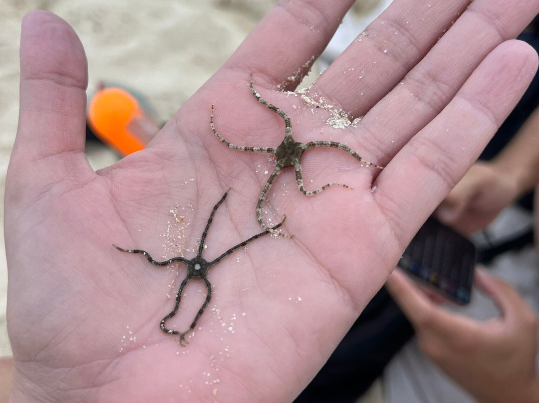 Discover Paradise SXM-Pinel Island必去景点