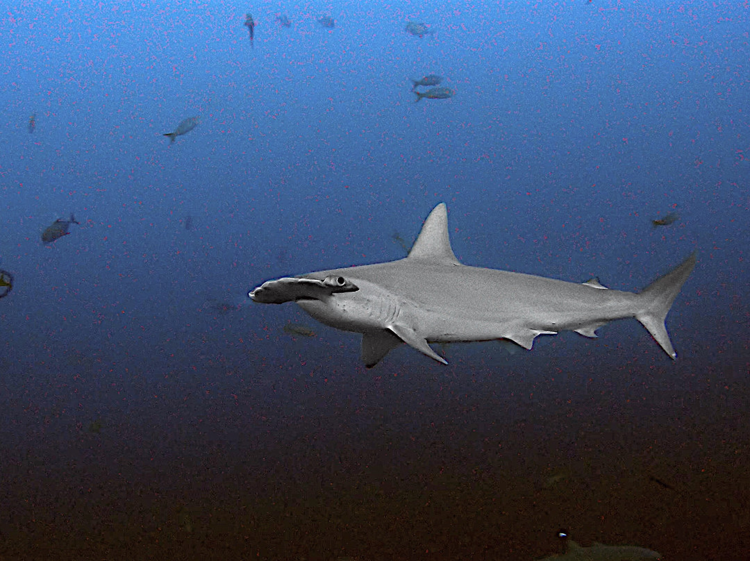 Socorro Island-卡波圣卢卡斯必去景点