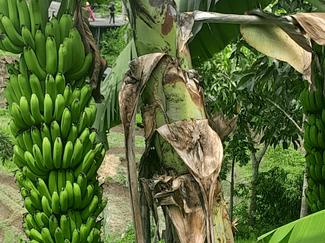 Bali Hai Adventure Tours-吉安雅必去景点