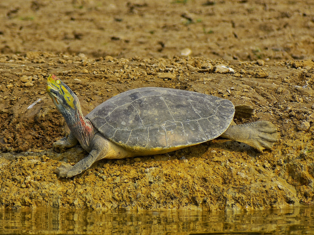 Munna Chambal River Safari Dholpur-Dholpur必去景点