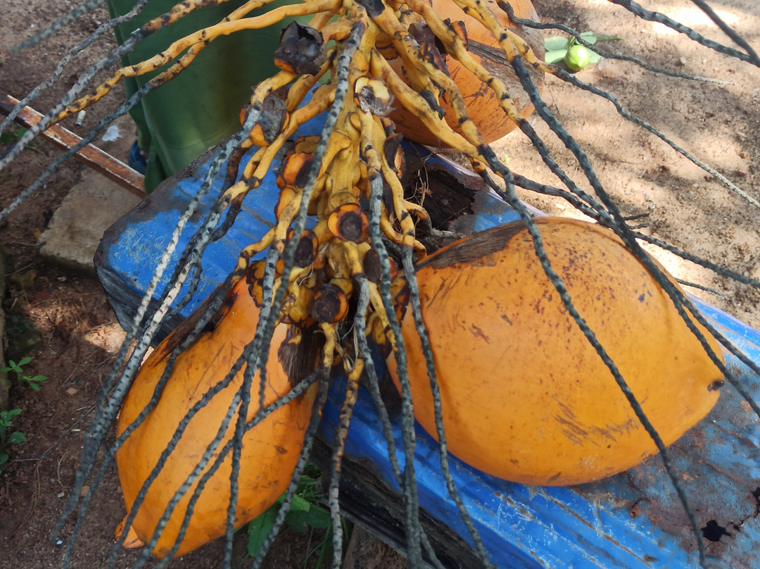 Calypso Sunset Beach Hotel主图