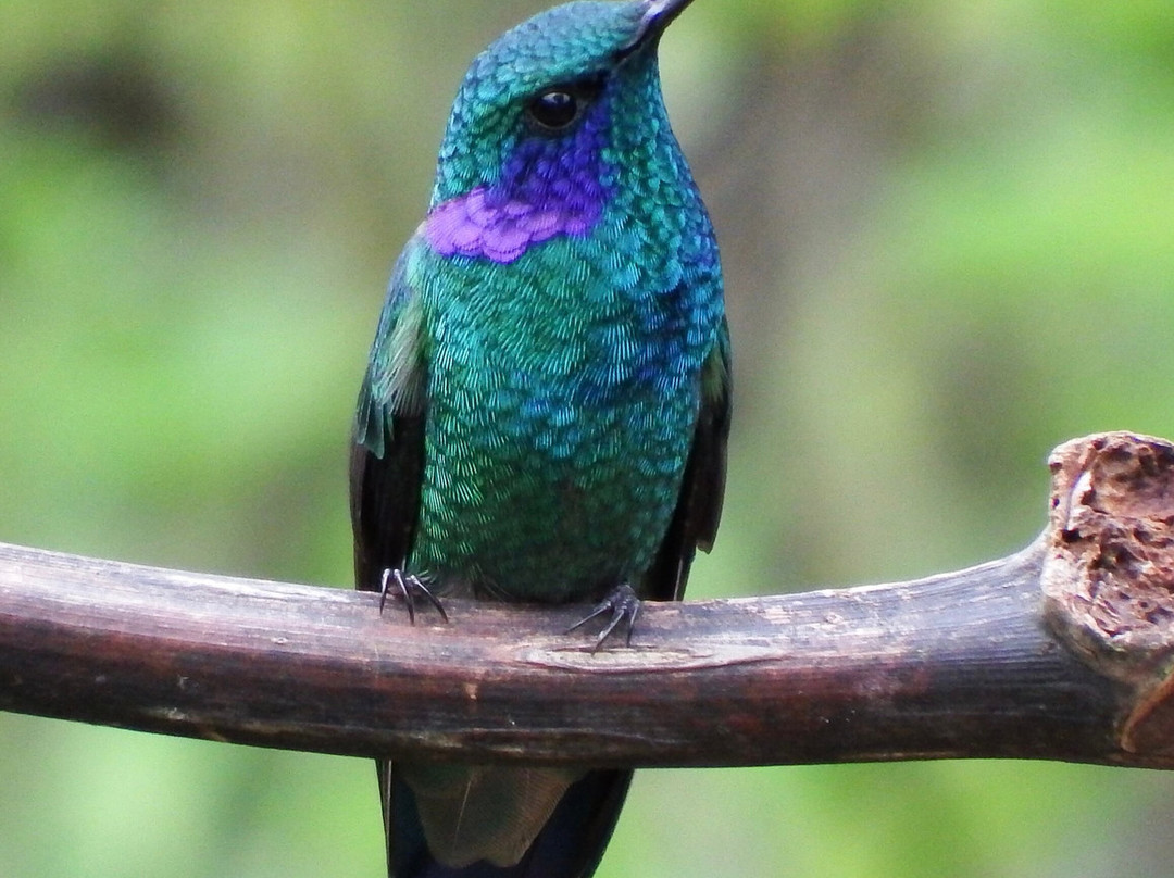 Feathers Garden景点图片