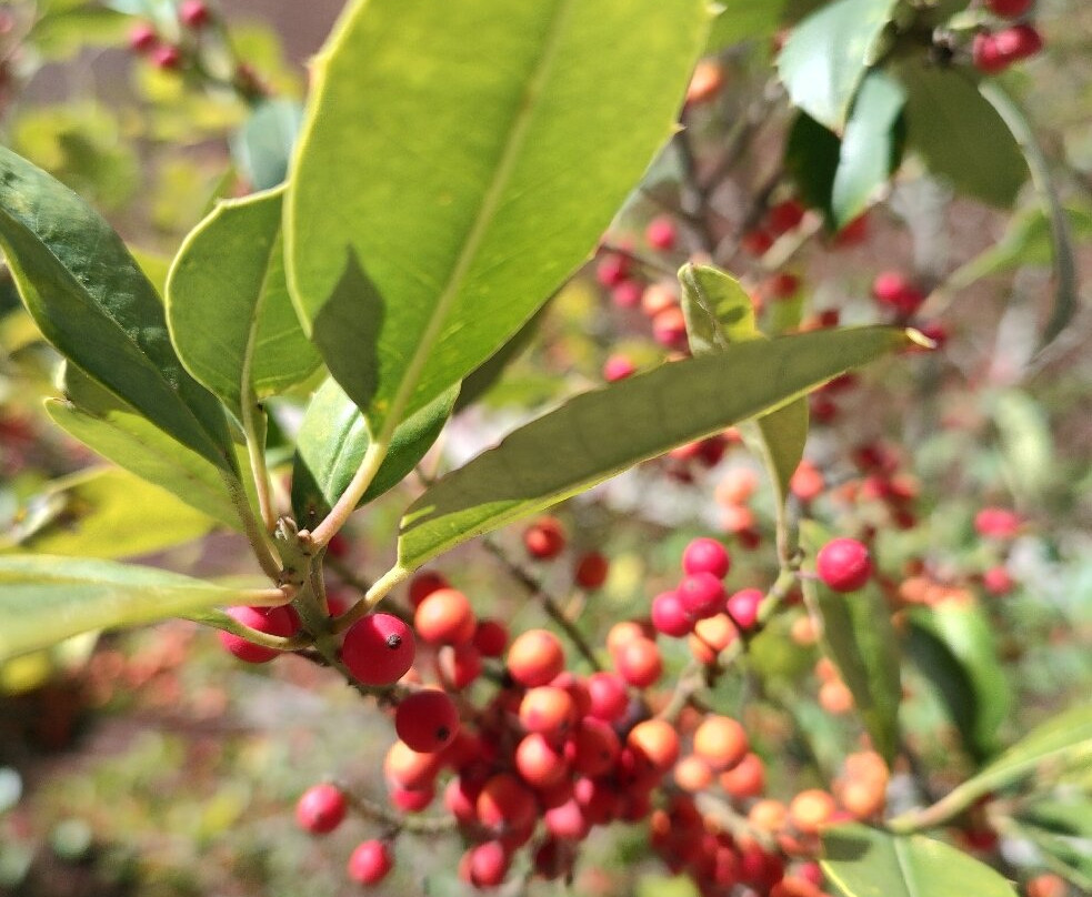 Farmers Branch Historical Park-Farmers Branch必去景点