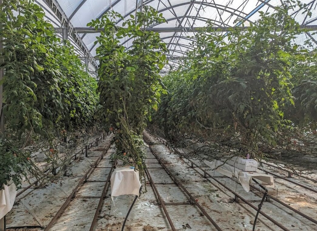 Ricardoes Tomatoes and U-Pick Strawberry Farm-麦克夸利港必去景点