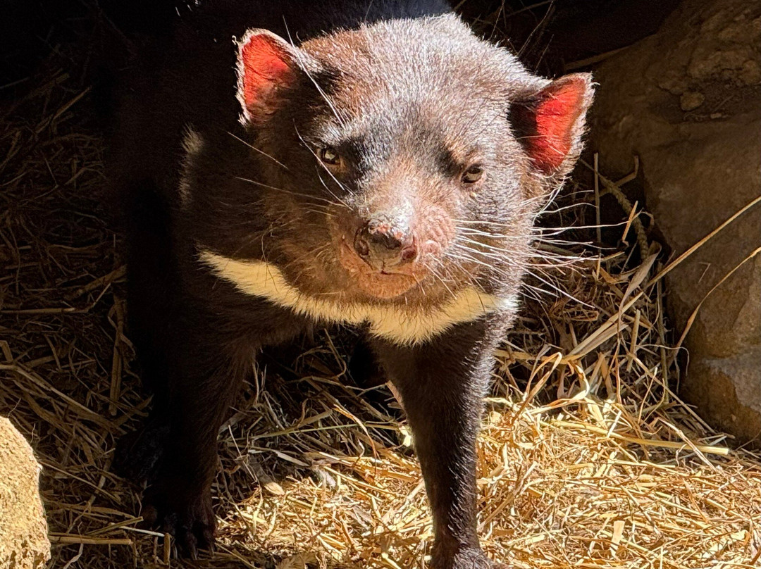 Tasmanian Devil Unzoo景点图片