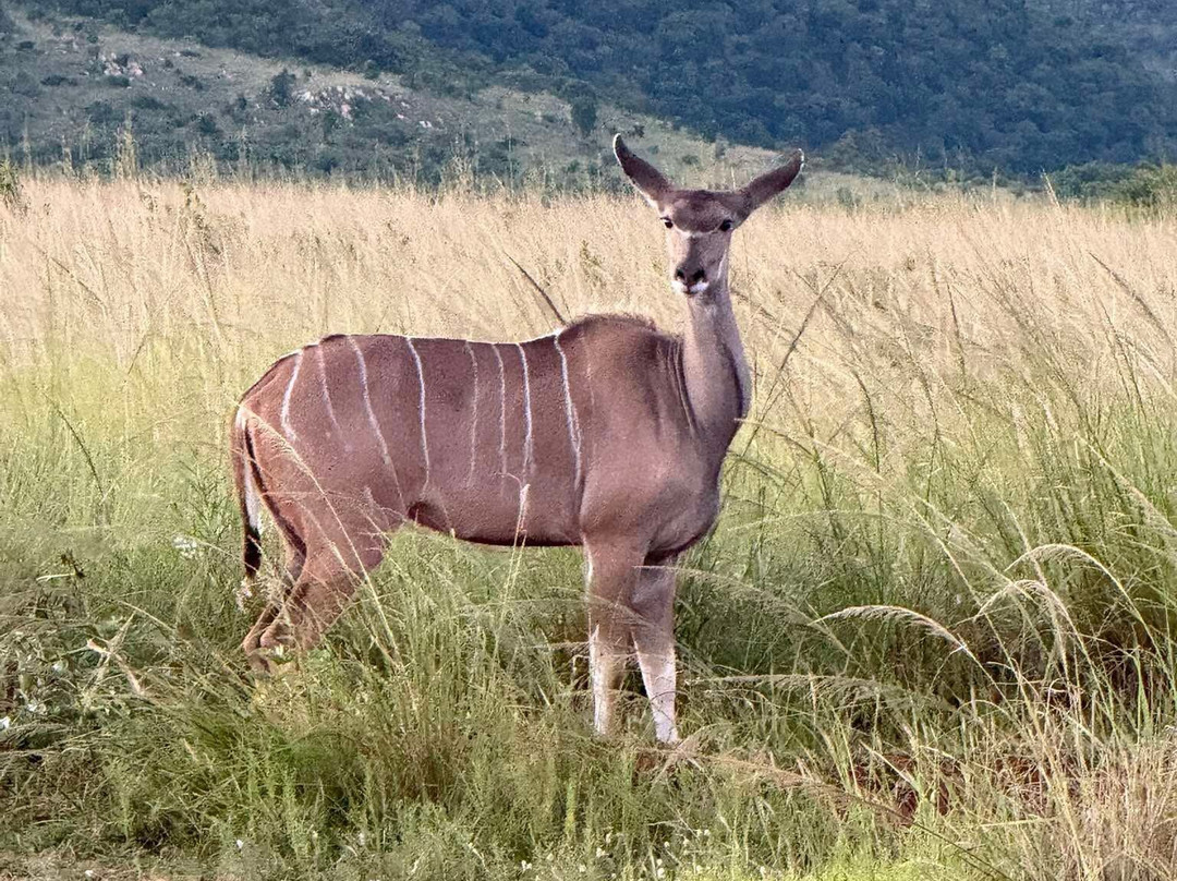 Nkomazi Game Reserve-巴德普拉斯必去景点