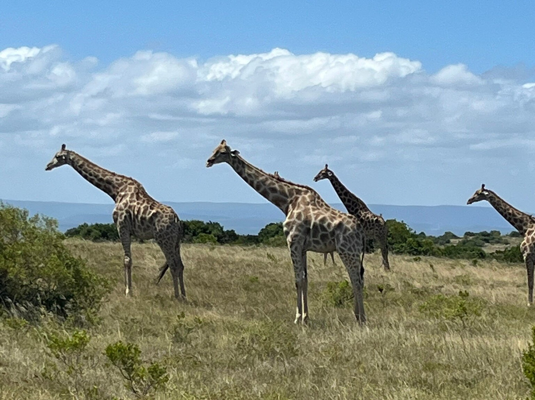 African Sightings Adventure Tours & Safaris景点图片