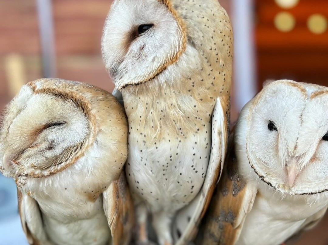 Liwa Beach-哈伊马角必去景点