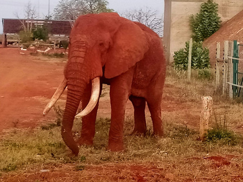 naicef-内罗毕必去景点