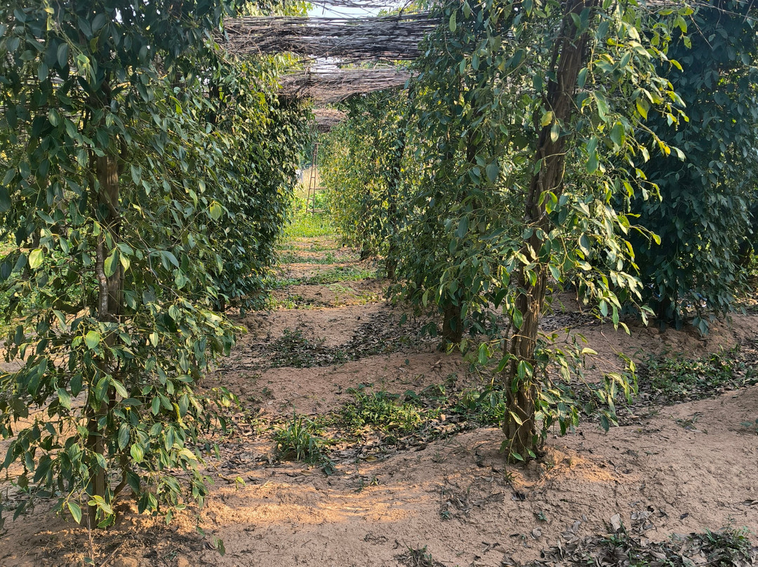 思蒂辣椒园-白马必去景点