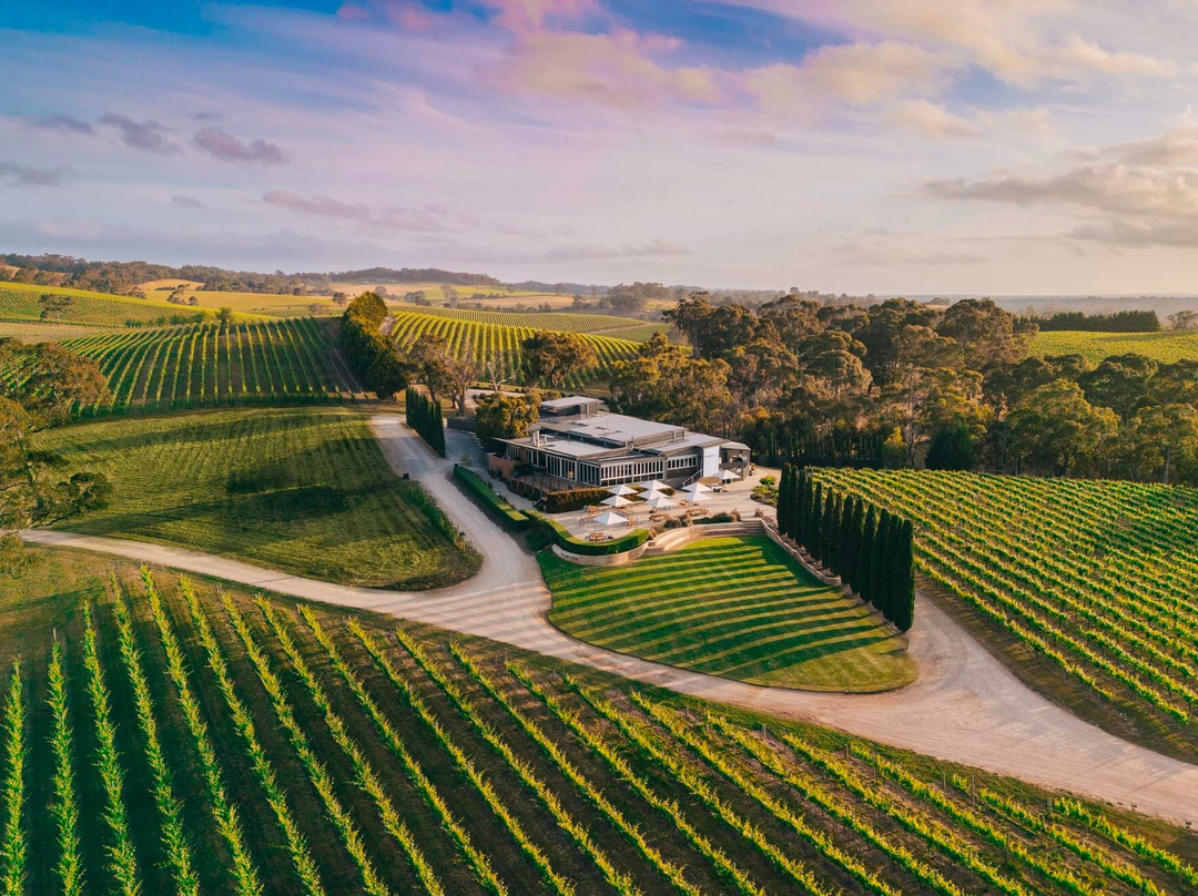 The Lane Vineyard - Experiences景点图片