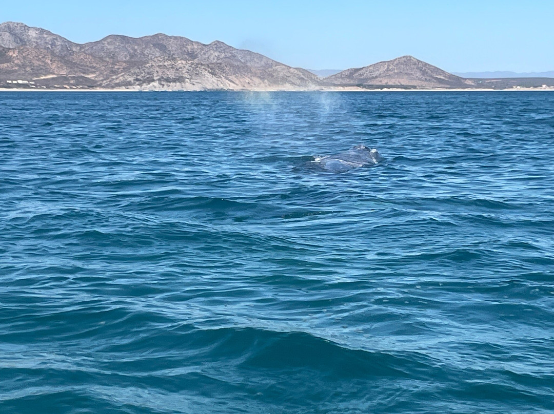 Cabo Pulmo Eco Adventures-Cabo Pulmo必去景点