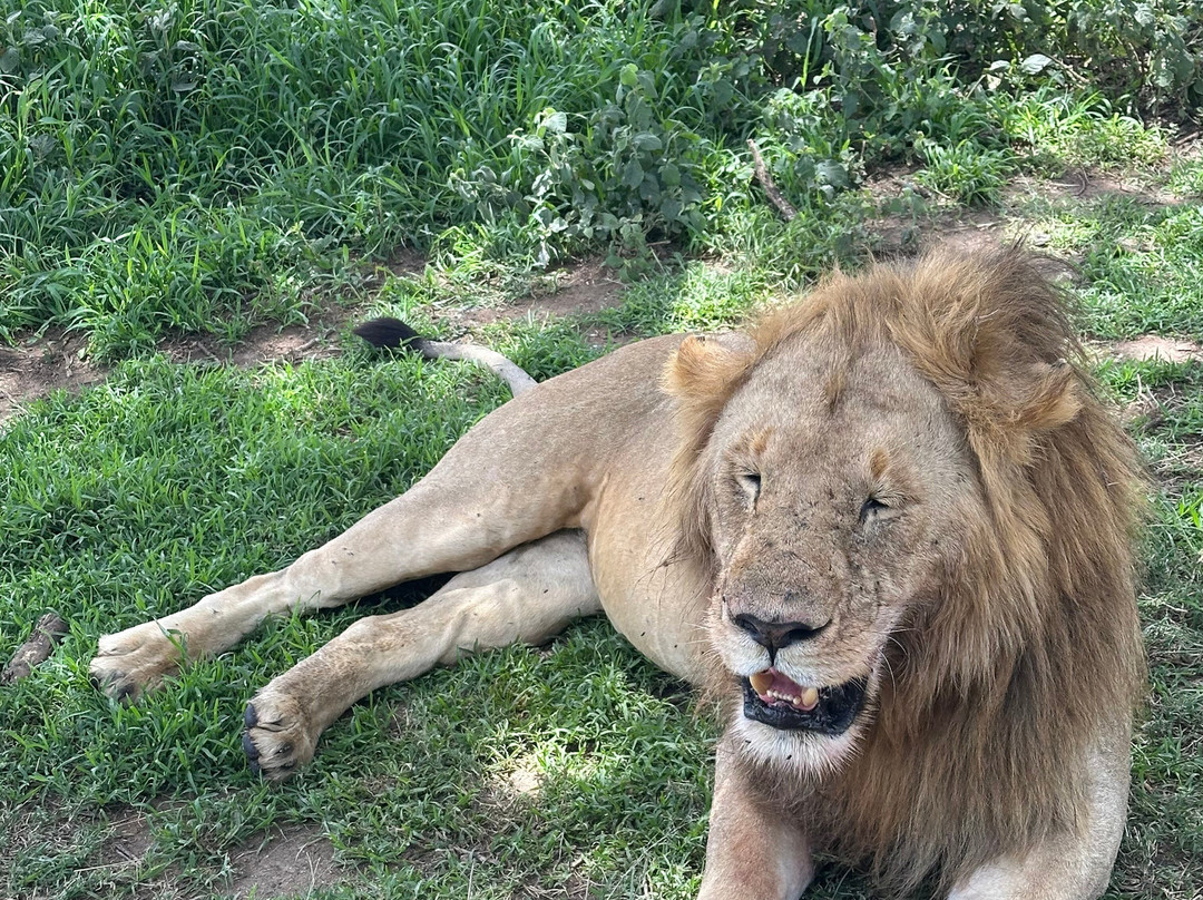 Lucas' African adventures-阿鲁沙必去景点