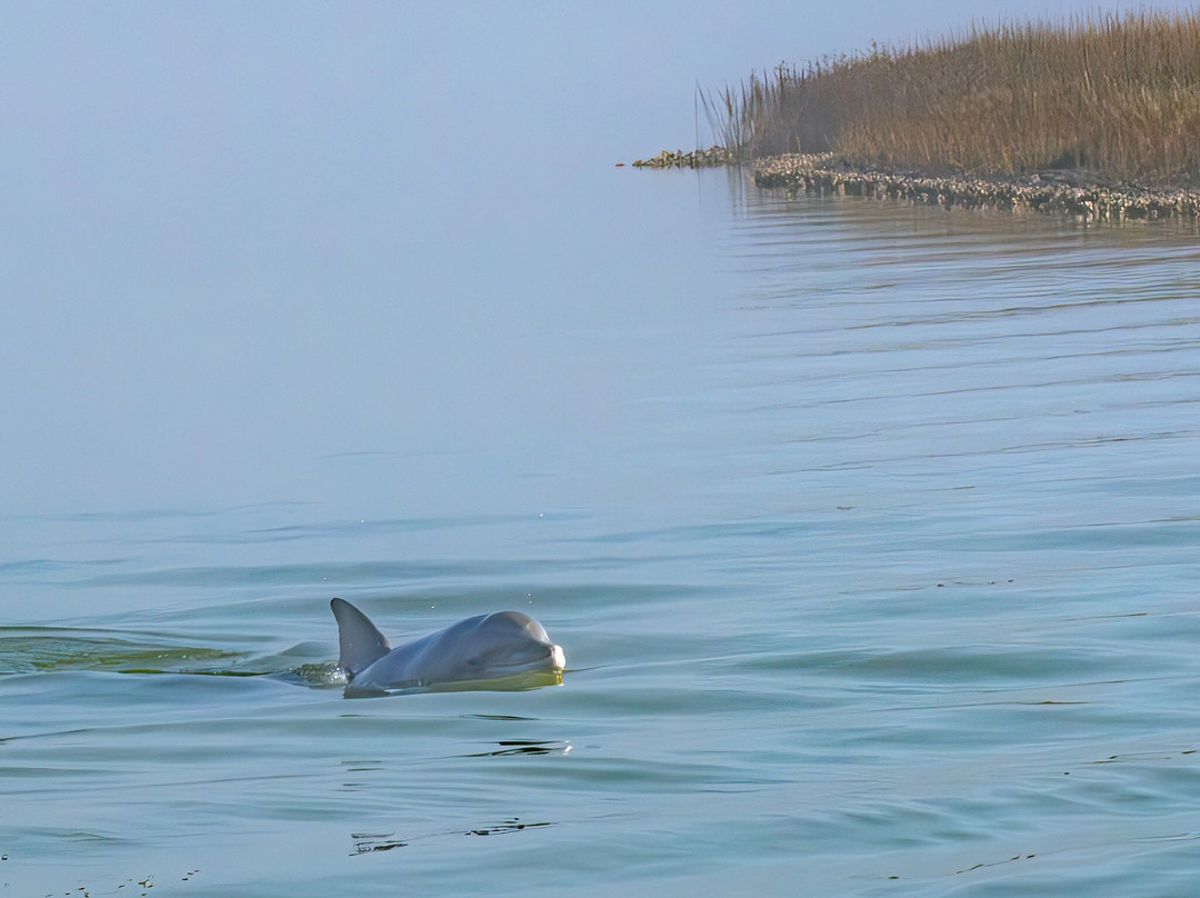 Aransas Bay Birding Charters-罗克波特必去景点