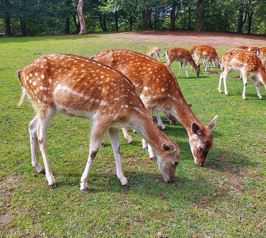 Marselisborg Deer Park景点图片