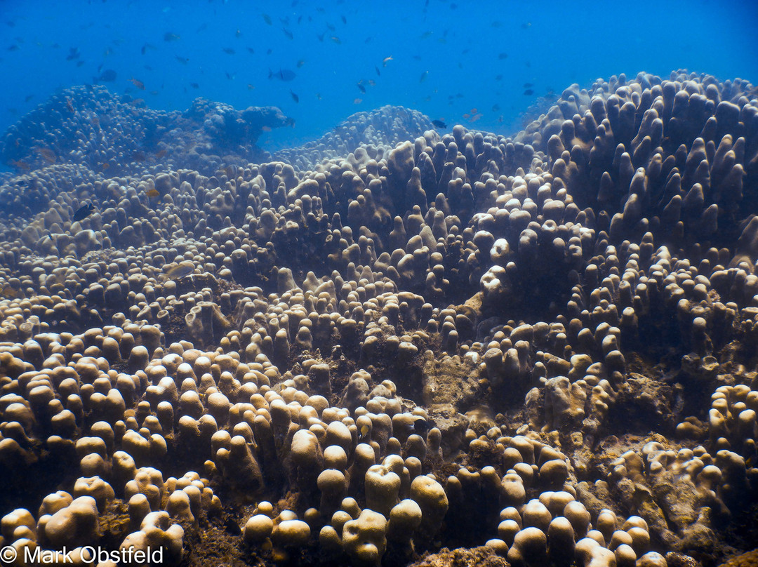 Marine Conservation Philippines-桑博安吉塔必去景点