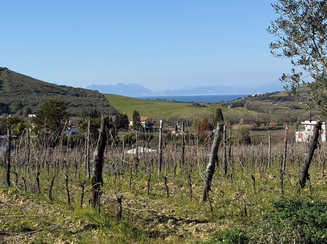 Azienda Agricola Marino景点图片