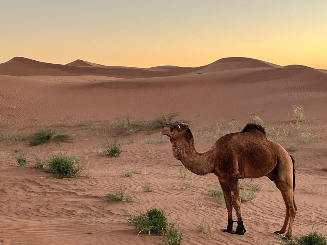 Desert Foum Zguid-Foum Zguid必去景点