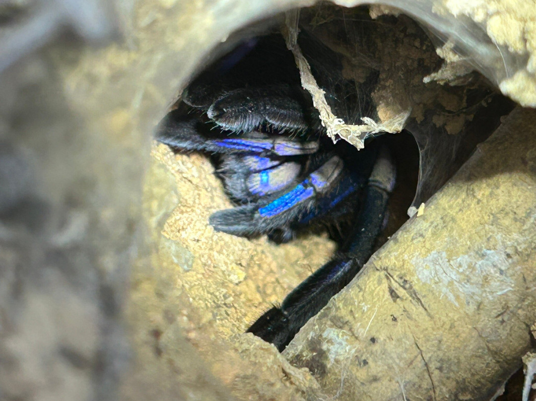 Khao Sok Travel-万打坤必去景点