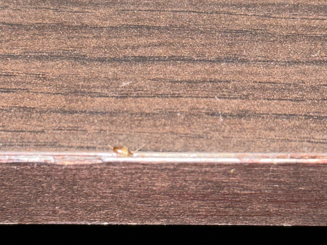 Best Western Plus Atrium Inn & Suites主图