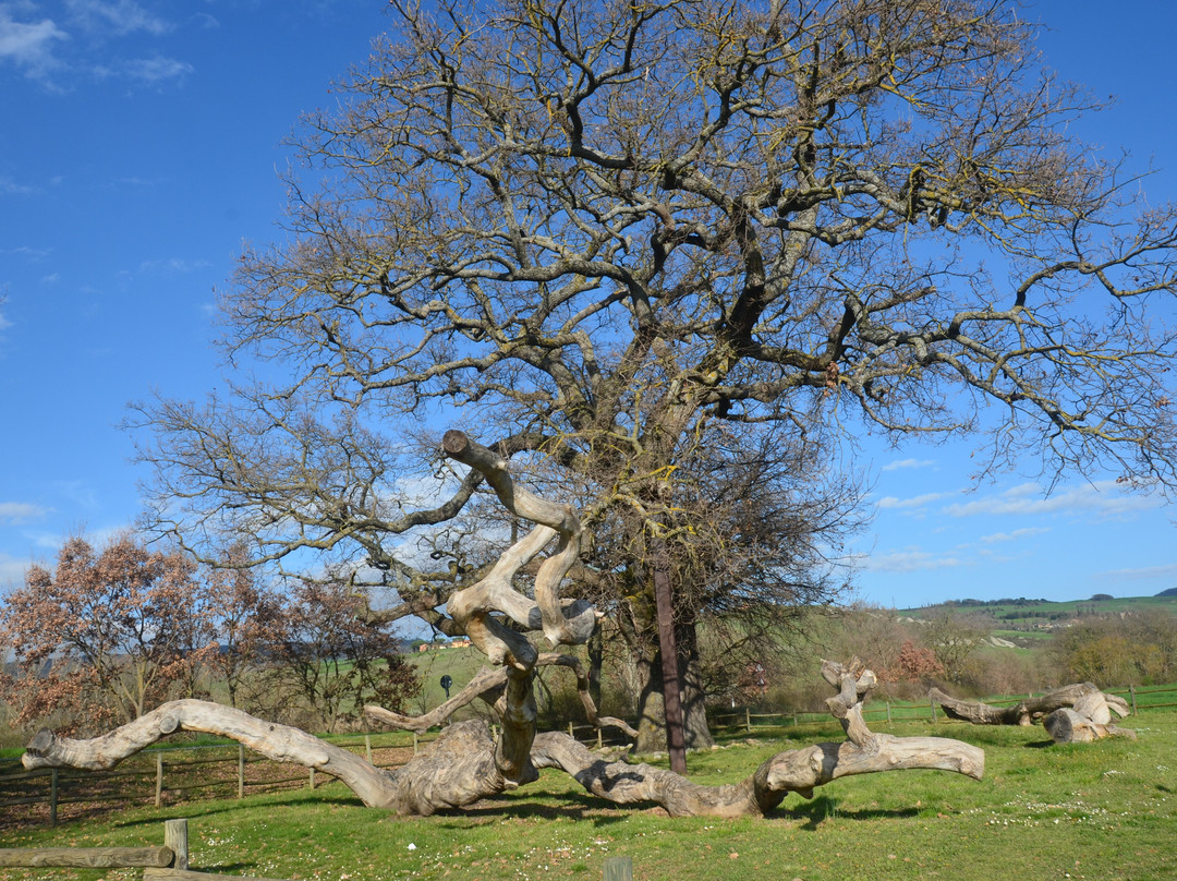 The Checche Oak Tree-皮恩扎必去景点