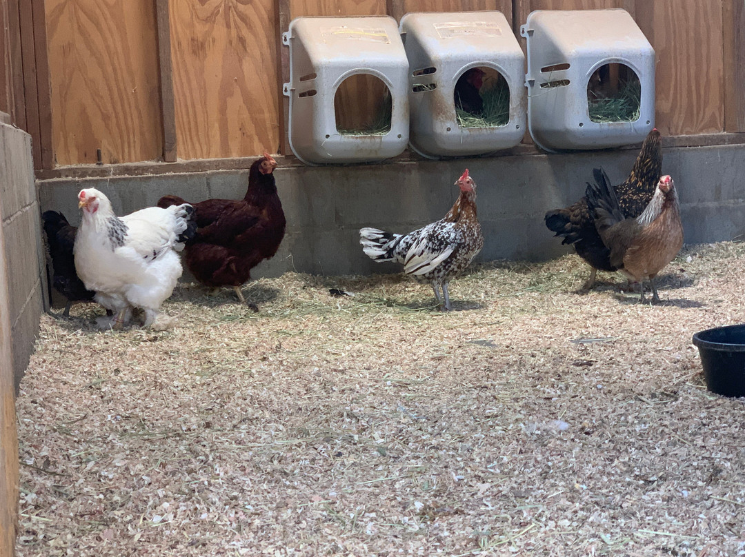 Love Always Sanctuary-洛杉矶必去景点