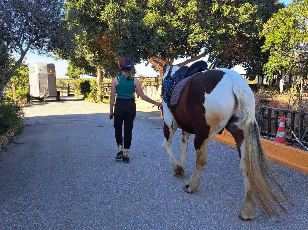 Arion Stables-赫索尼索斯必去景点