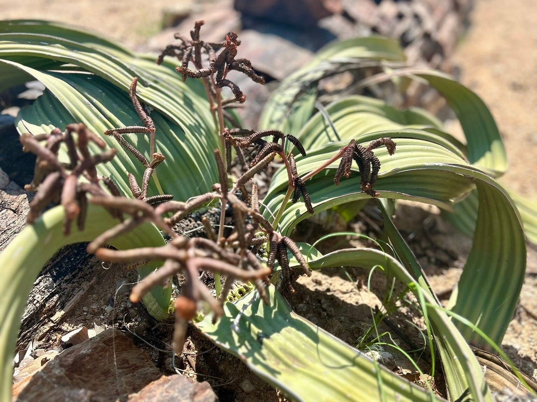 Petrified Forest-Khorixas必去景点