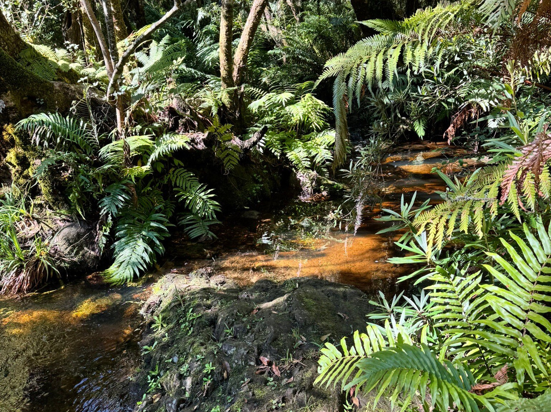 Circles in the Forest Trail-克尼斯纳必去景点