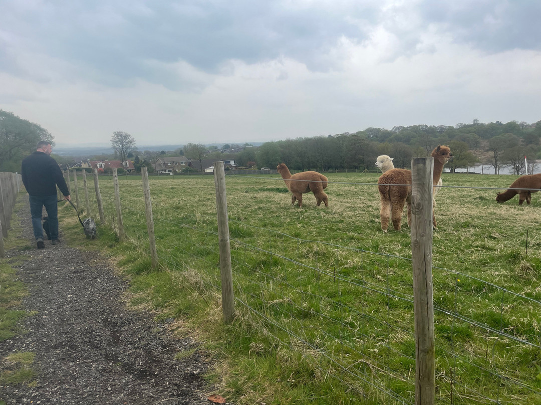 Meadowcroft Farm Alpacas