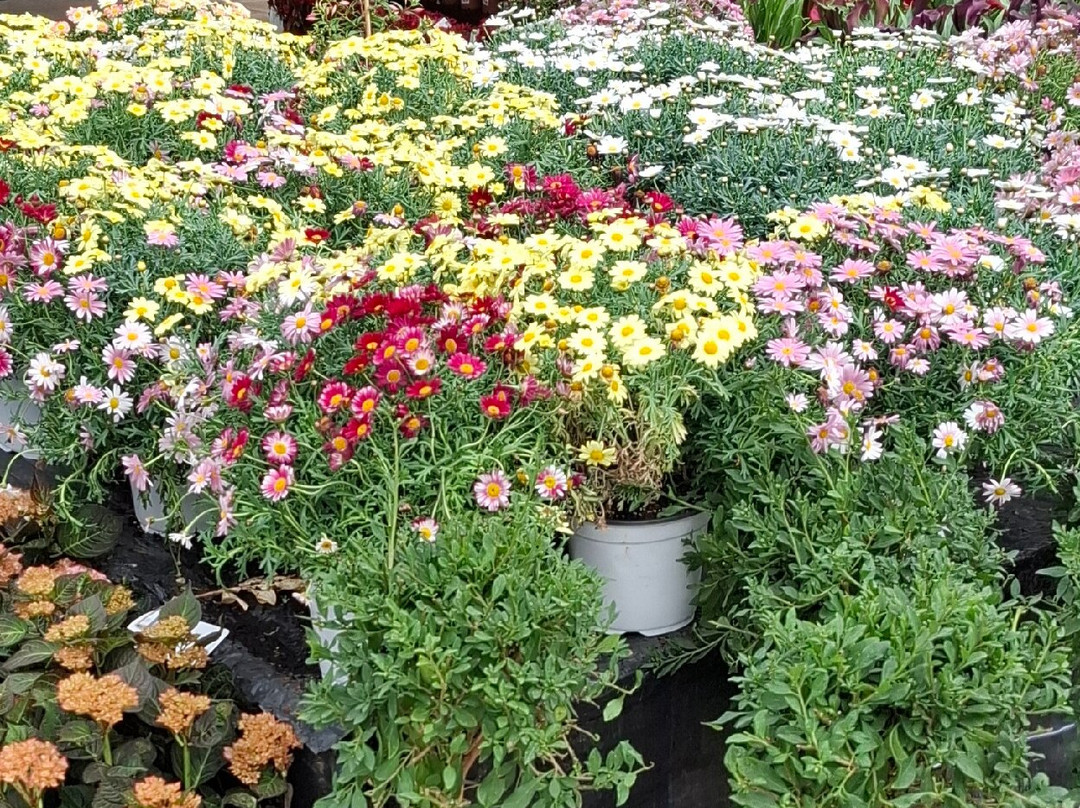 Plants Galore Yeovil景点图片