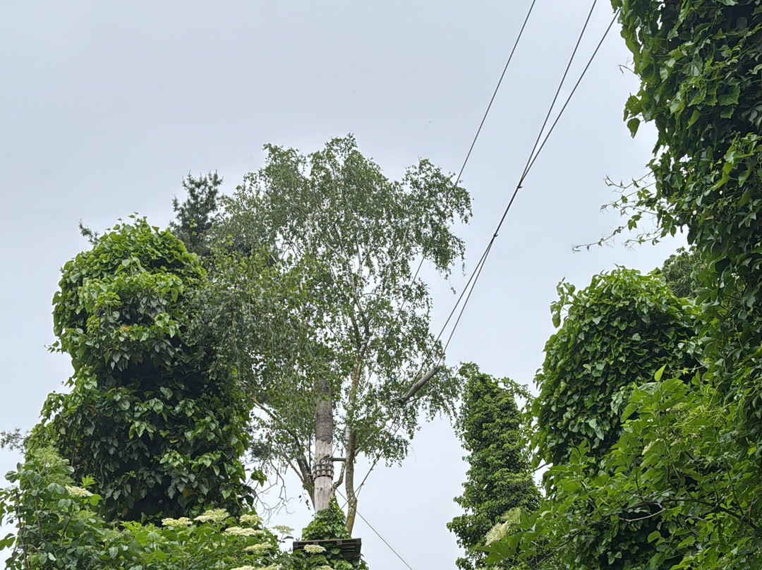 Monkey Park景点图片