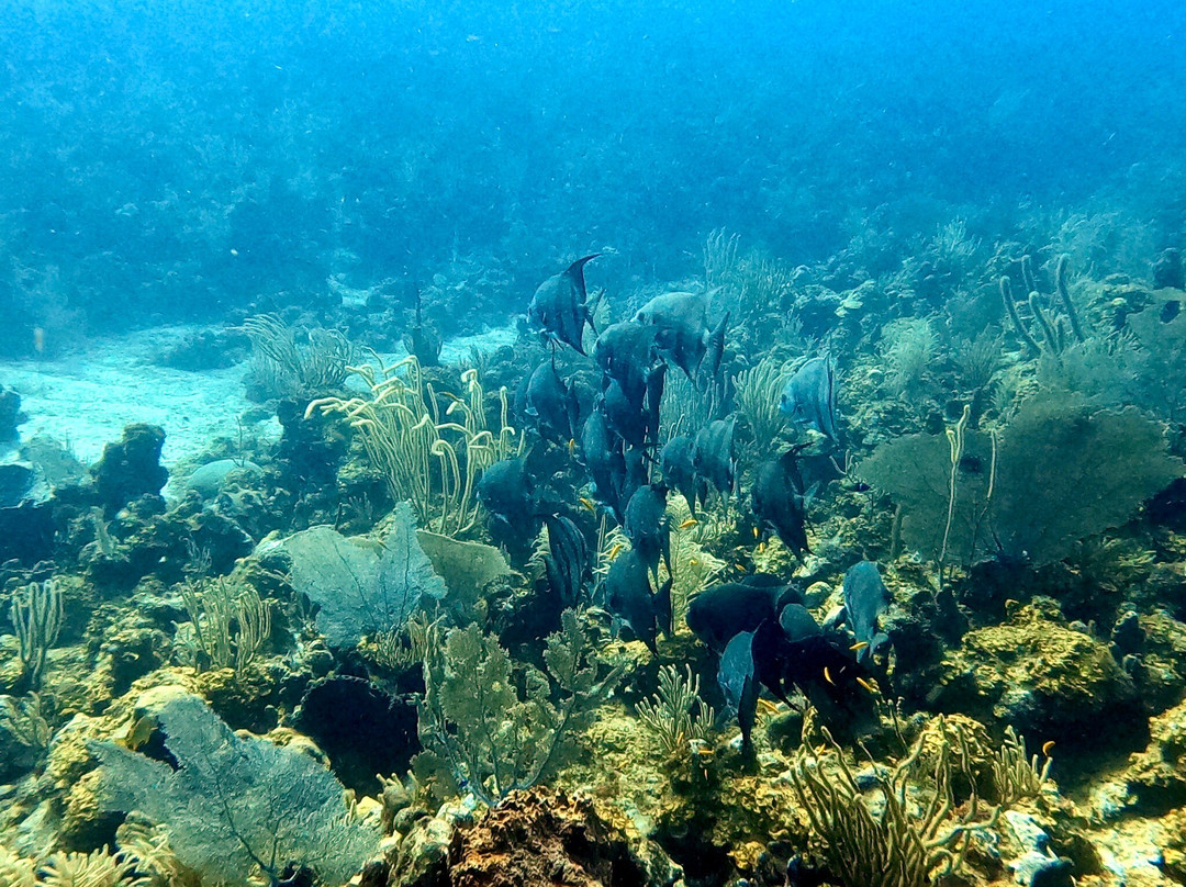 Paradise Scuba & Snorkeling Center-La Parguera必去景点