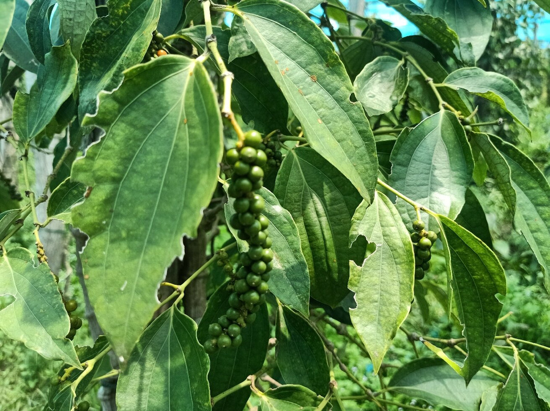 BoTree Farm-贡布必去景点
