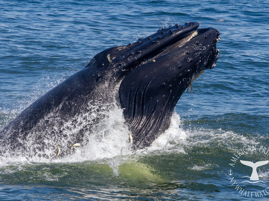 American Princess Cruises-布鲁克林必去景点