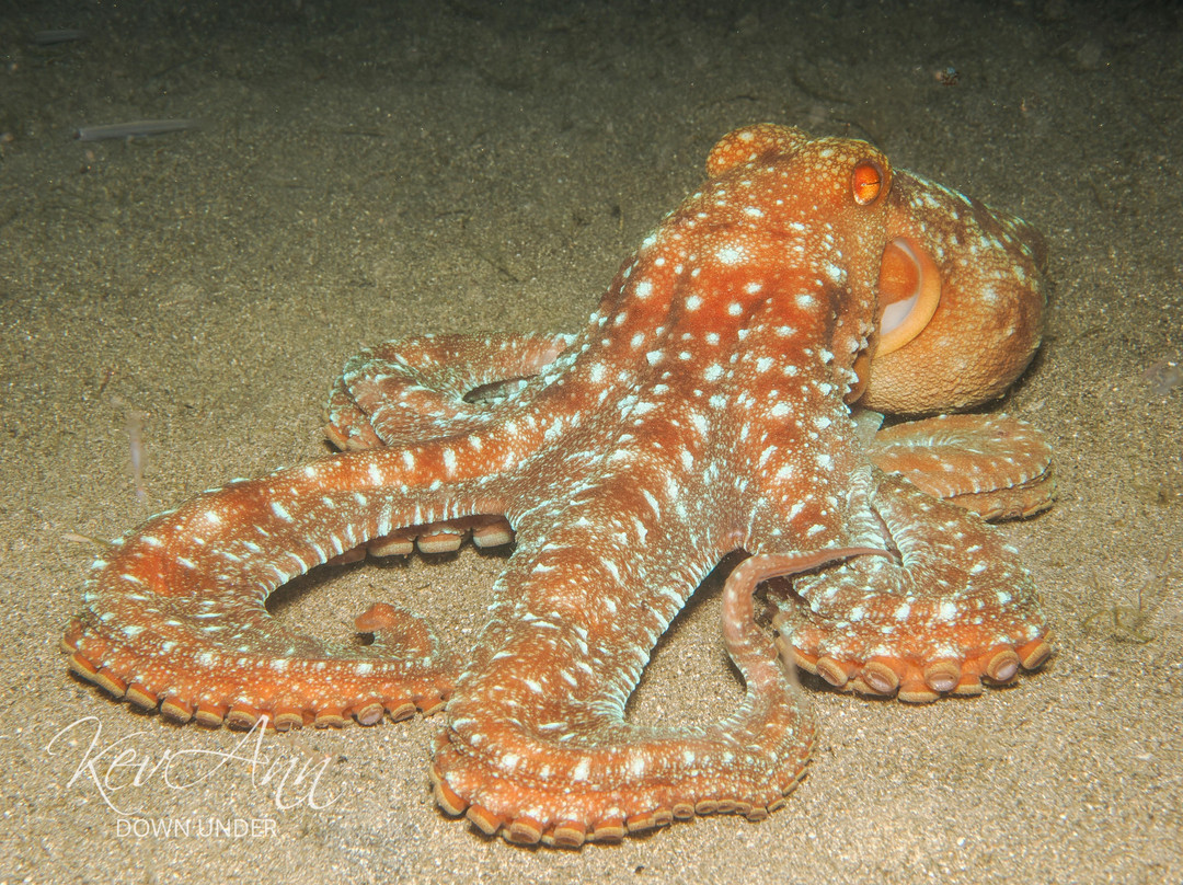 Amathi Diving Resort主图