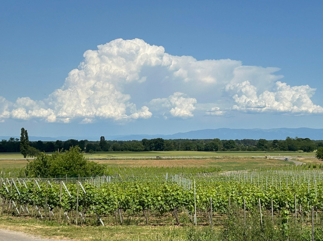 Domaine GUETH景点图片
