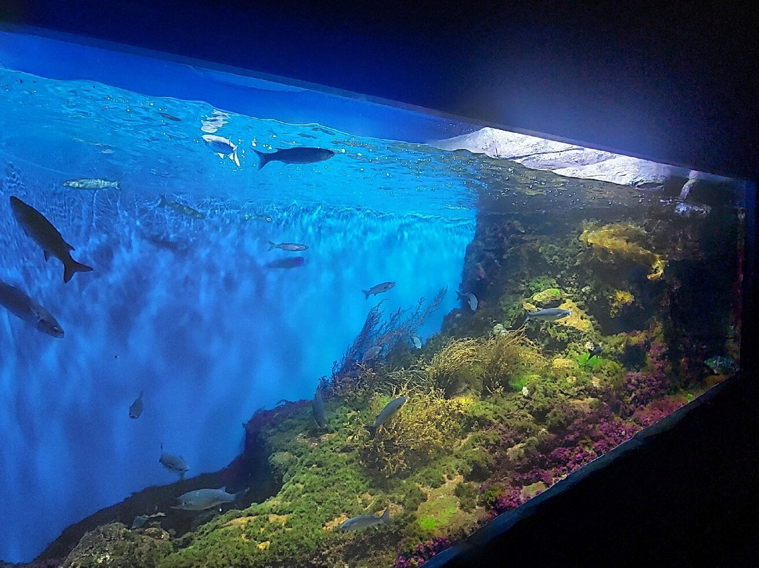 Aquarium La Rochelle景点图片